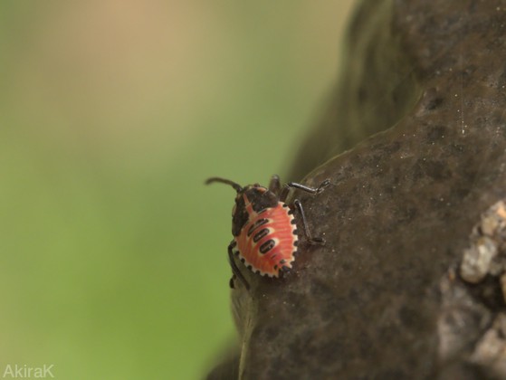 カメムシの幼虫