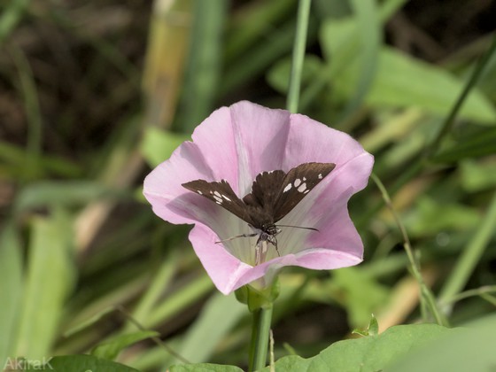 ダイミョウセセリ