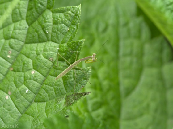 カマキリ