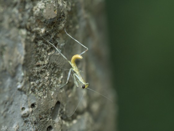 カマキリ