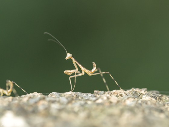 カマキリ