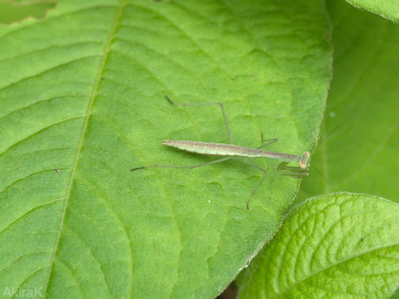 カマキリ