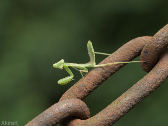 カマキリ