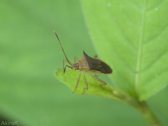 ホソハリカメムシ