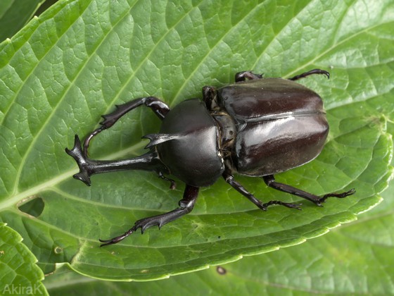 カブトムシ