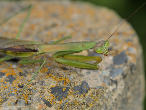 カマキリ