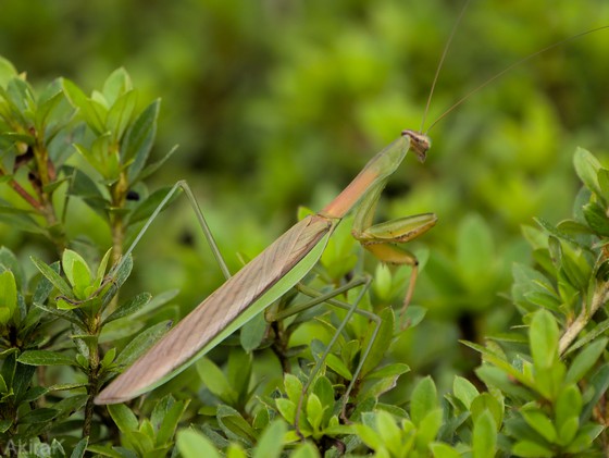 カマキリ
