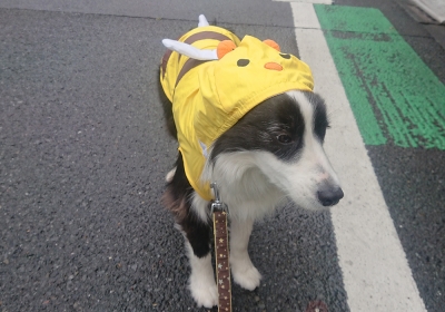 そうだ、ペース走をしよう