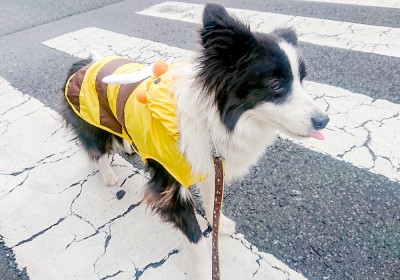 そうだ、ペース走をしよう