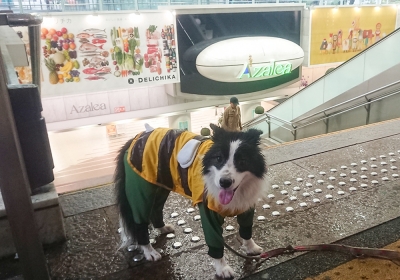今日も散歩だけ