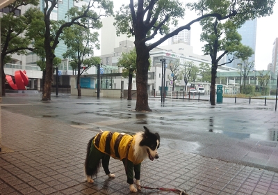 今日も散歩だけ
