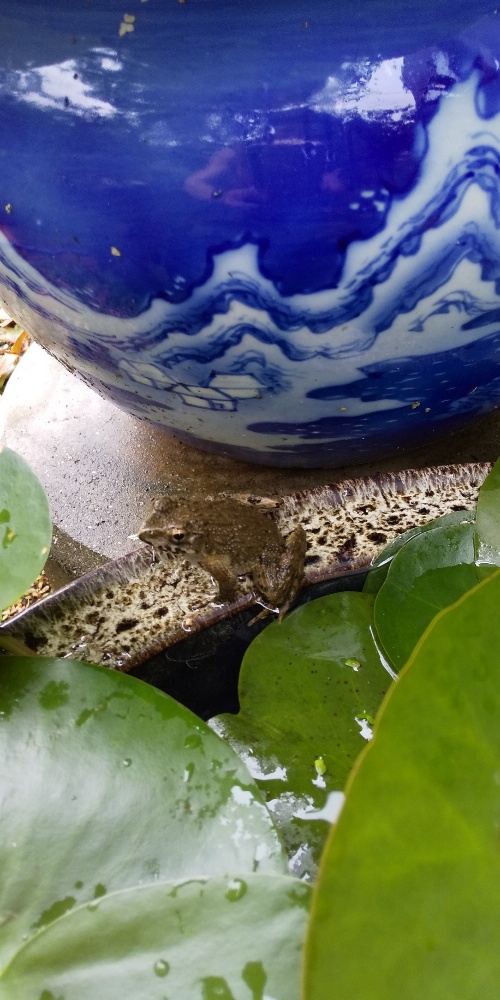 ツチガエルのぎーちゃん 家藤正人の 俳句裾野探訪