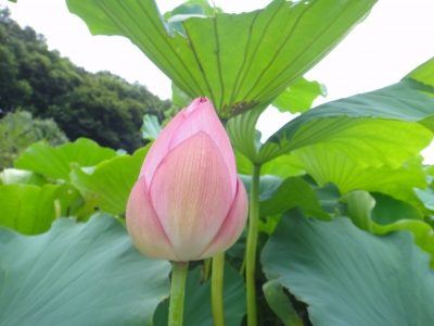 DSC00355.JPG