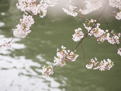 桜01