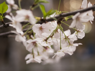 桜02