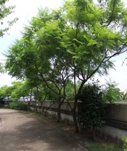 ¥¸¥ã¥«¥é¥ó¥À£¸·î