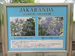 ¥¸¥ã¥«¥é¥ó¥À´ÇÈÄ