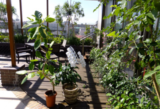 カフェ「サリュ」花の手入れ