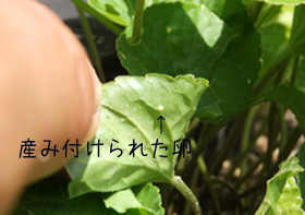 うみつけられた卵