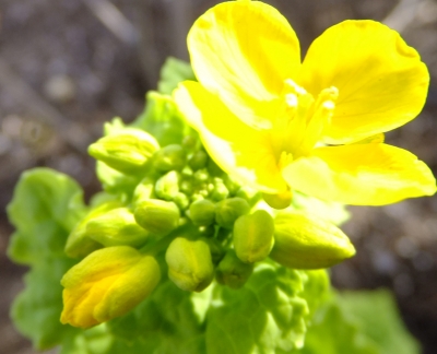 菜の花
