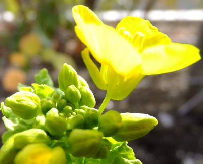 菜の花