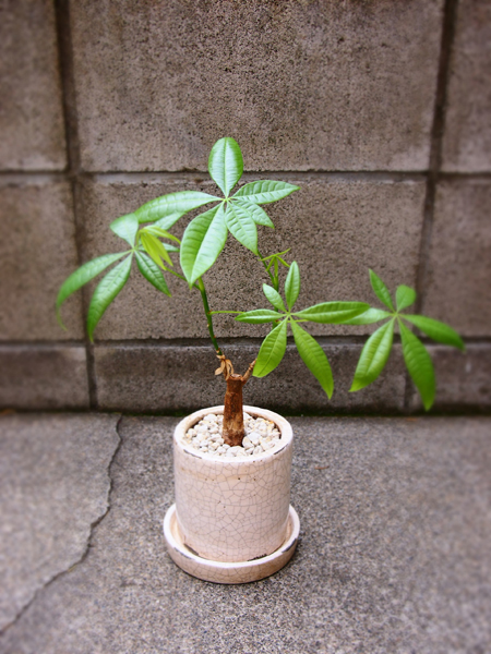 P3174496パキラ.jpg