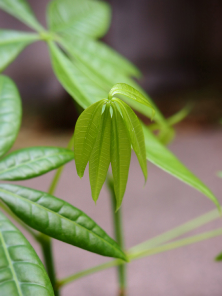 P3174497新芽1.jpg