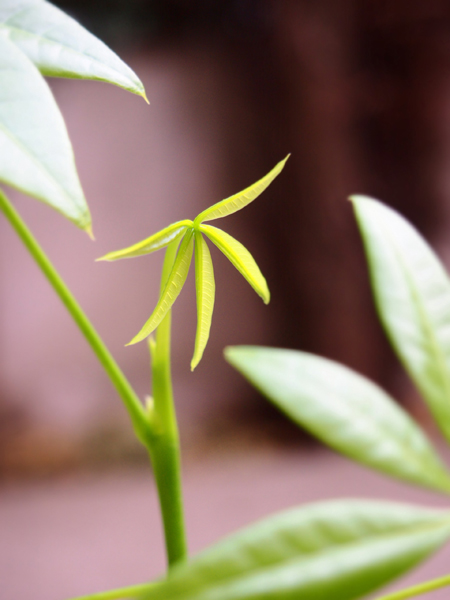 P3174499新芽2.jpg