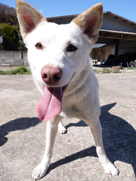 20140329ハイジ600.jpg