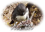 ロビン
