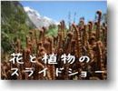 スライドショー