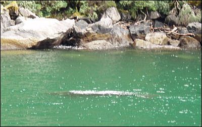 クジラ?