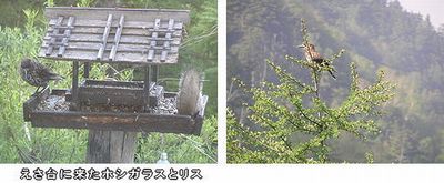 小鳥