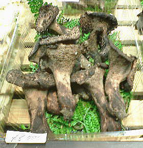 すす茸