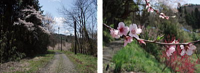 桜とはなもも