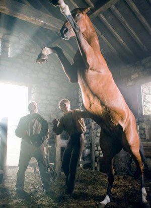 戦火の馬/War Horse