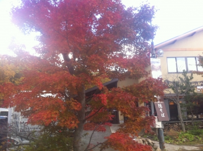 紅葉が奇麗でした