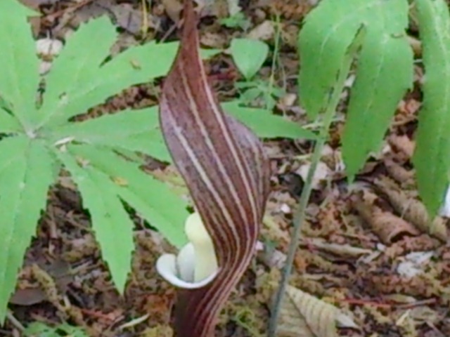 DSC_3521.jpg