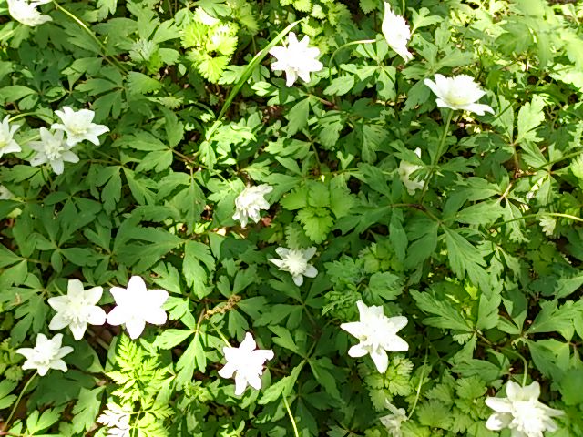 DSC_3519.jpg