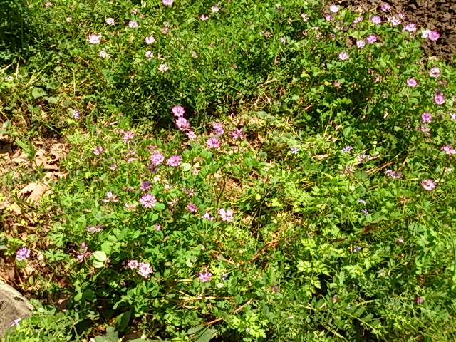 DSC_3517.jpg
