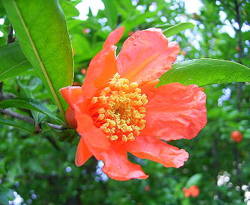 ザクロの花(「季節の花 300」より)