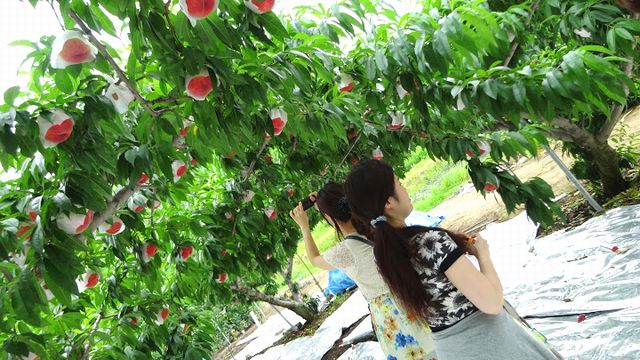 富士五湖富士山観光の後御坂で桃狩り食べ放題ができるおすすめ農園