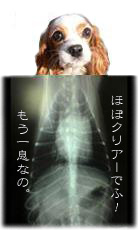 お散歩いけるでふ♪