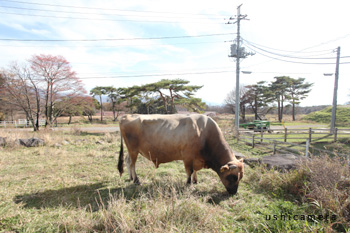 山梨県 清里キープファーム