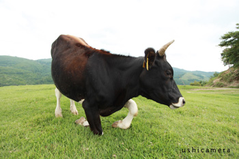 岩手県中洞牧場 −うしカメラ 牛写真家の牧場訪問記−