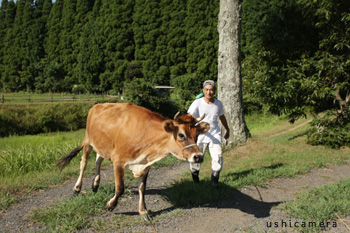 千葉県 五十川牧場 牛写真