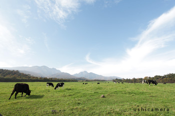 山梨県 八ヶ岳牧場 牛写真