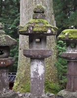 灯籠と杉