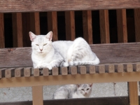 親子猫