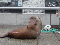 セイウチ